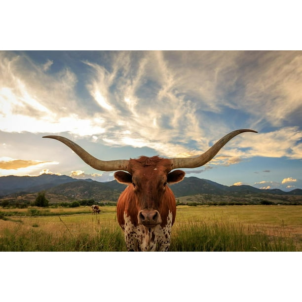 Texas Longhorn Bull Standing Pasture Close Up Huge Large Giant Poster Art 54x36
